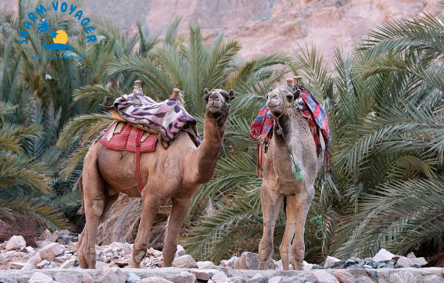 Jeep Safari al Canyon Colorato & Blue Hole